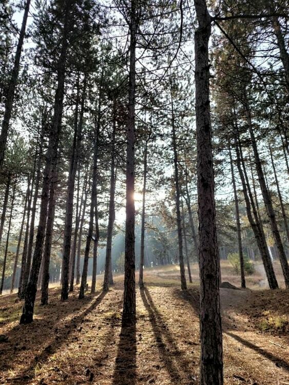 снимка: Павел Одаджиев