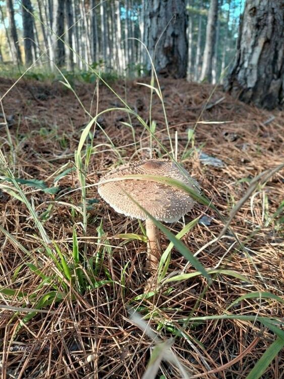 снимка: Павел Одаджиев