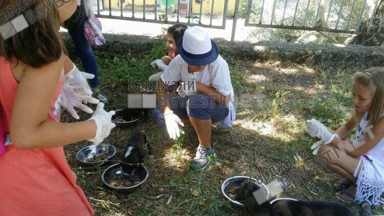 Държавата прехвърли на Община Кърджали собствеността на терен за кучешки приют