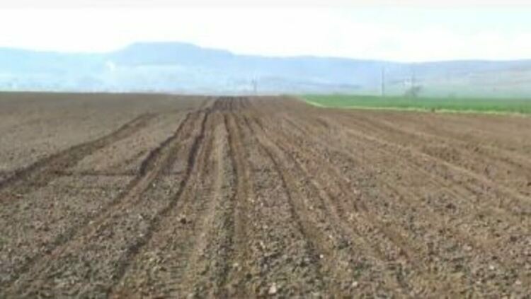 Засадени са 7 652 ха с пшеница в Пернишка област