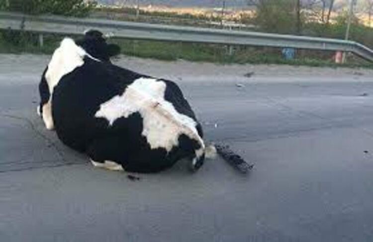 Шофьорски неволи,отново животно става курбан на пътя