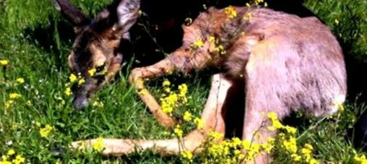 БМВ помете на пътя елен,животното изкочило внезапно