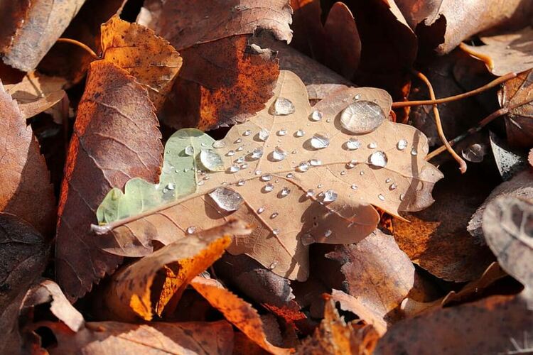 Студено и дъждовно време днес