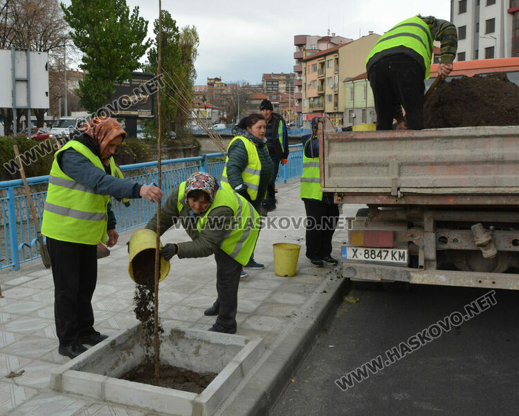 Започна засаждането на новите тополи край реката в Хасково