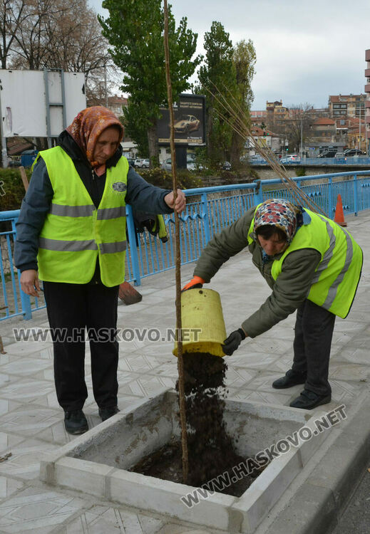 Започна засаждането на новите тополи край реката в Хасково