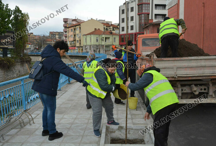 Започна засаждането на новите тополи край реката в Хасково