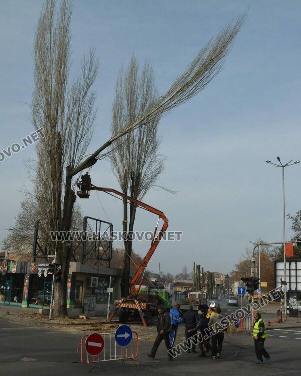 Резитбата на тополите затрудни движението до Зеленчуковия пазар в Хасково