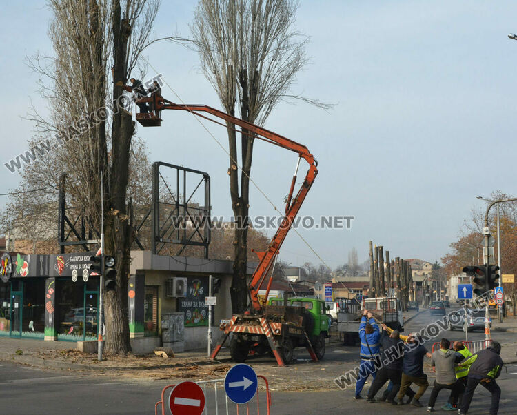 Резитбата на тополите затрудни движението до Зеленчуковия пазар в Хасково