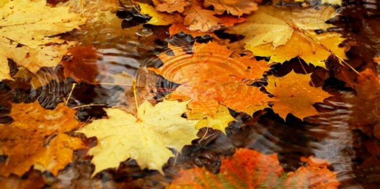 Жълт код за дъжд и вятър