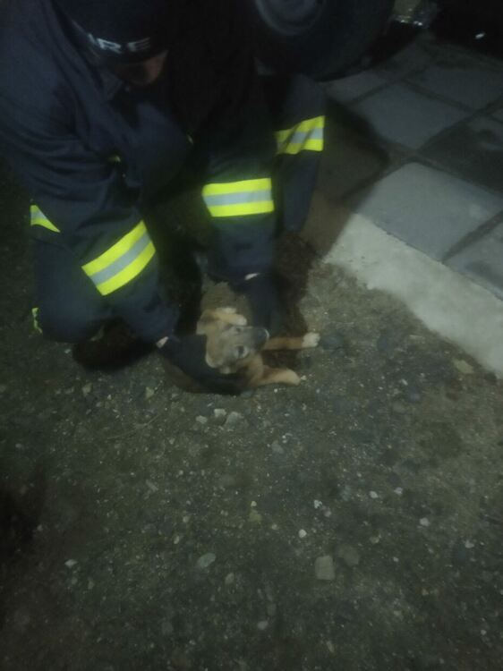 Пожарникари спасиха куче от коритото на река Неделинска