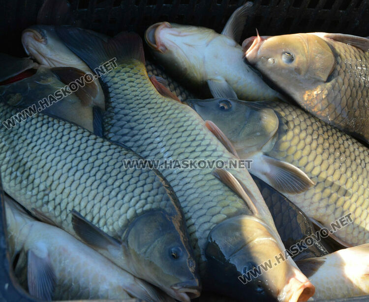 Скок в цената на живата риба на едро преди Никулден