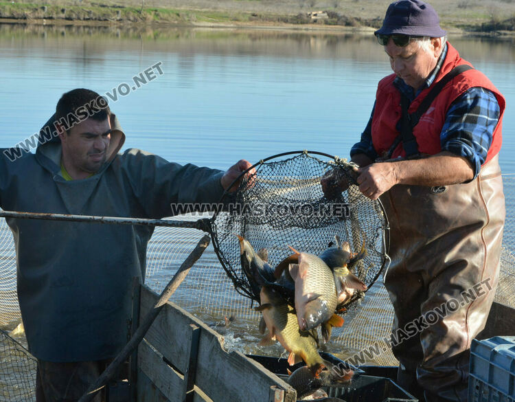 Скок в цената на живата риба на едро преди Никулден
