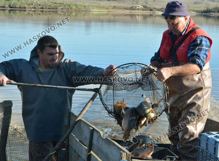 Скок в цената на живата риба на едро преди Никулден
