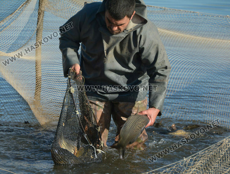 Скок в цената на живата риба на едро преди Никулден