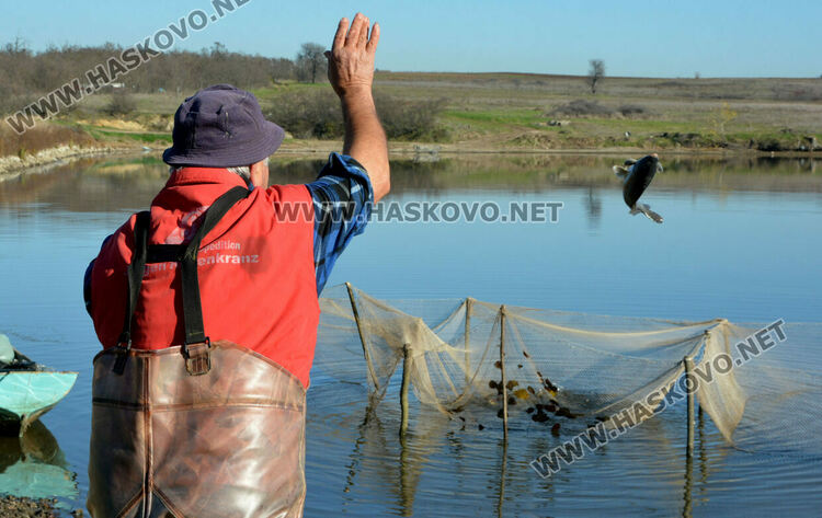 Скок в цената на живата риба на едро преди Никулден