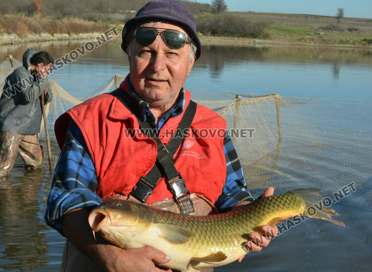 Скок в цената на живата риба на едро преди Никулден