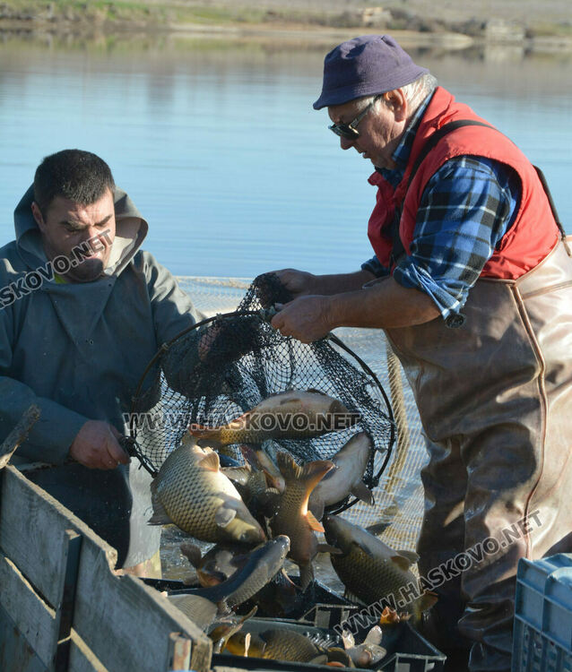 Скок в цената на живата риба на едро преди Никулден