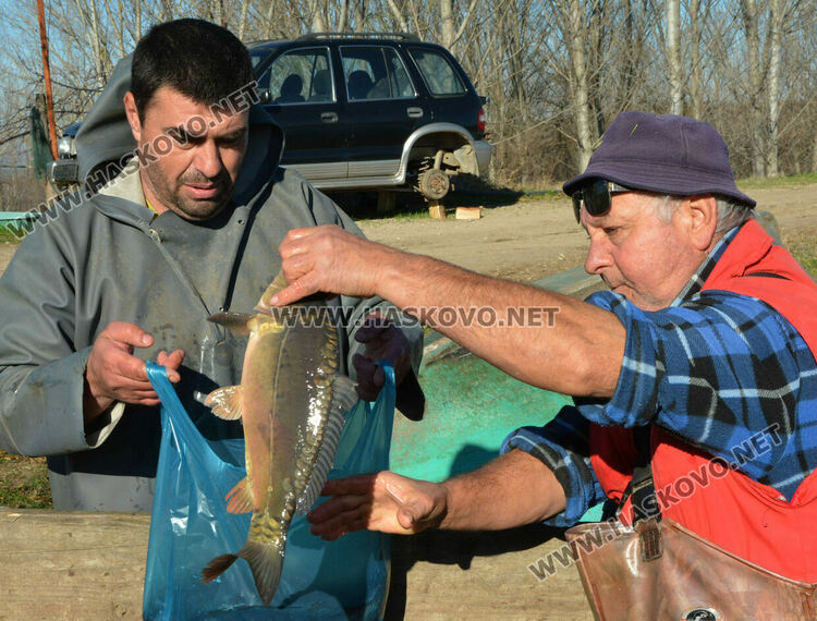 Скок в цената на живата риба на едро преди Никулден