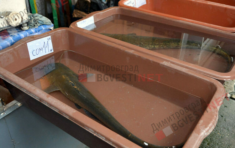 Никулден е, извиха се опашки пред сергиите за риба на Неделен пазар в Димитровград