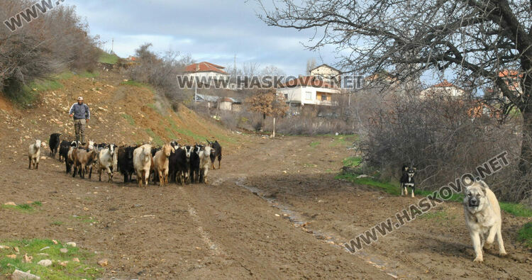 В Сърница събират подписка в подкрепа на Бейсим 