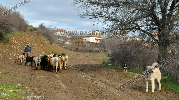 В Сърница събират подписка в подкрепа на Бейсим 