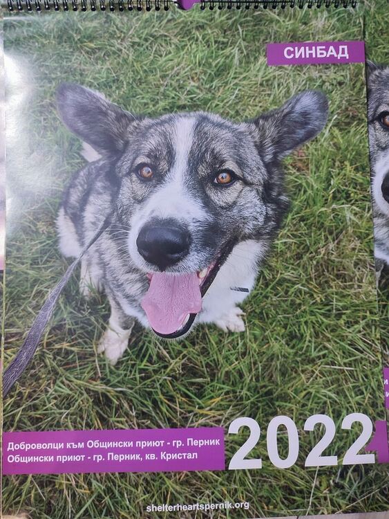 С благотворителни календари се набират средства за приюта за безстопанствени кучета в Перник