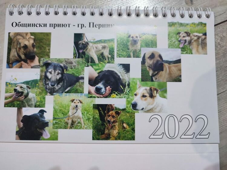 С благотворителни календари се набират средства за приюта за безстопанствени кучета в Перник