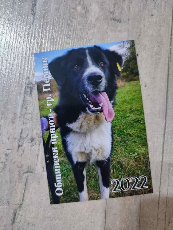 С благотворителни календари се набират средства за приюта за безстопанствени кучета в Перник