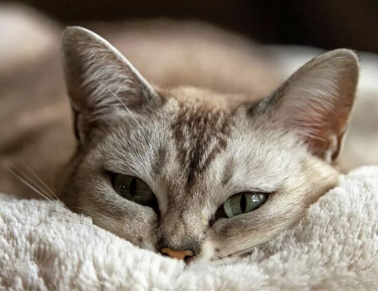 Всички котки са психопати: откритието на учените