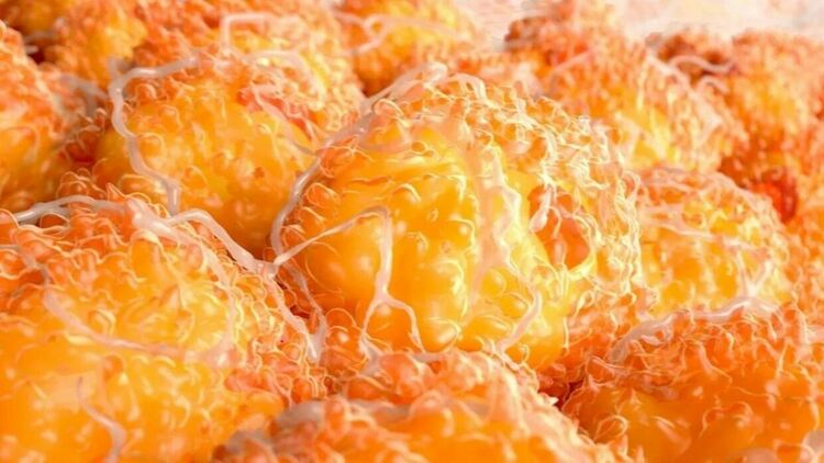 Коронавирусът може директно да инфектира мастните клетки