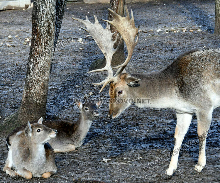 Оживление на “Кенана” в последния топъл есенен ден