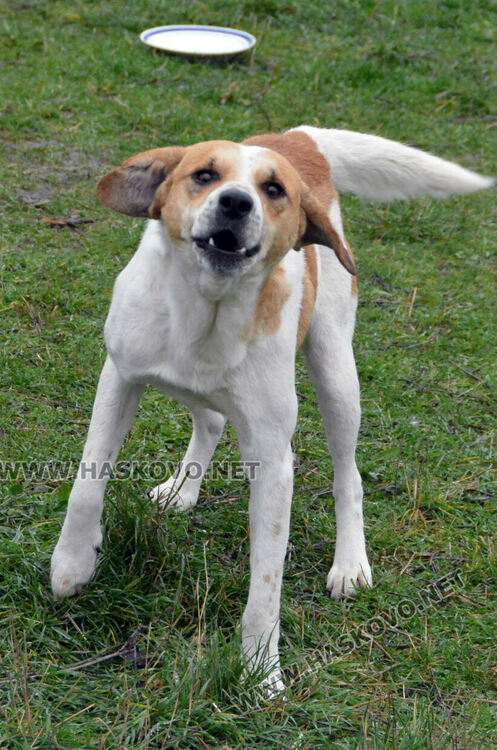 Жители на "Болярово" недоволстват от глутница кучета край Психодиспансера