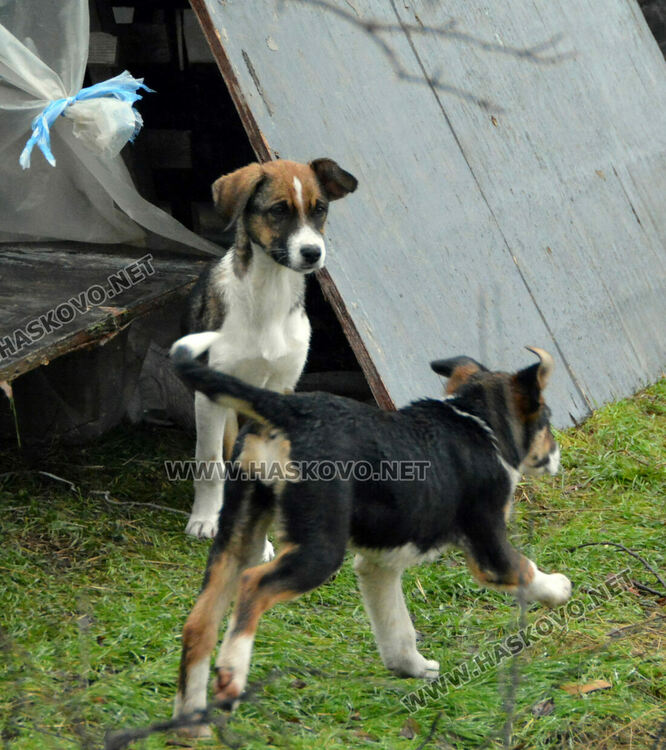 Жители на "Болярово" недоволстват от глутница кучета край Психодиспансера