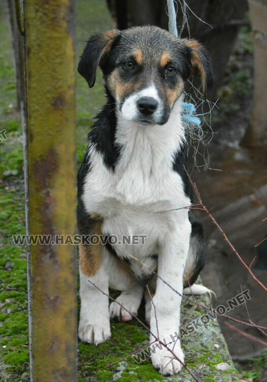 Жители на "Болярово" недоволстват от глутница кучета край Психодиспансера