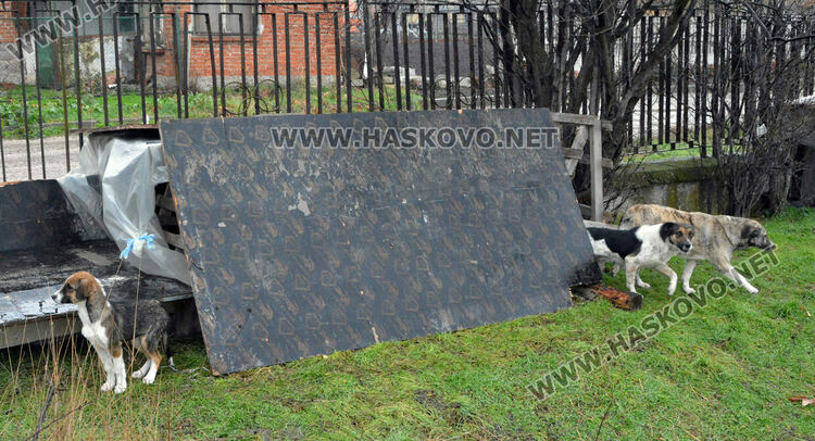 Жители на "Болярово" недоволстват от глутница кучета край Психодиспансера