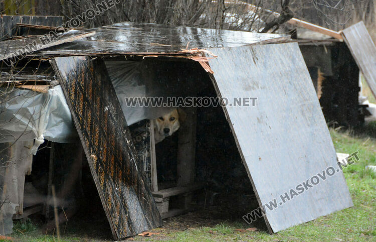 Жители на "Болярово" недоволстват от глутница кучета край Психодиспансера
