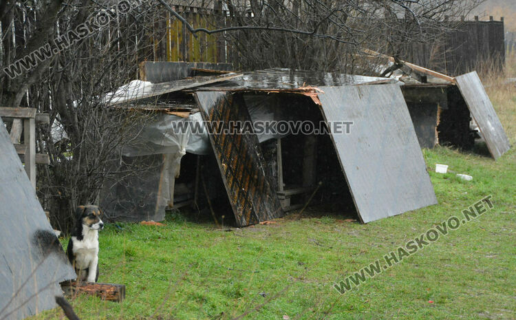 Жители на "Болярово" недоволстват от глутница кучета край Психодиспансера