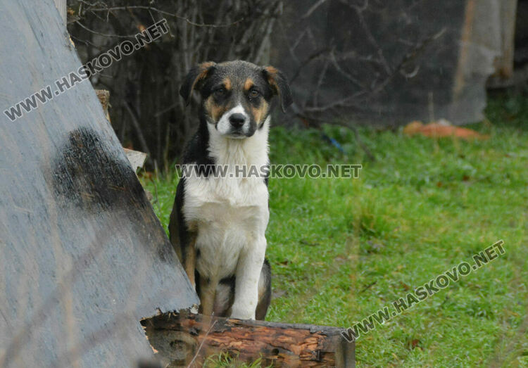 Жители на "Болярово" недоволстват от глутница кучета край Психодиспансера