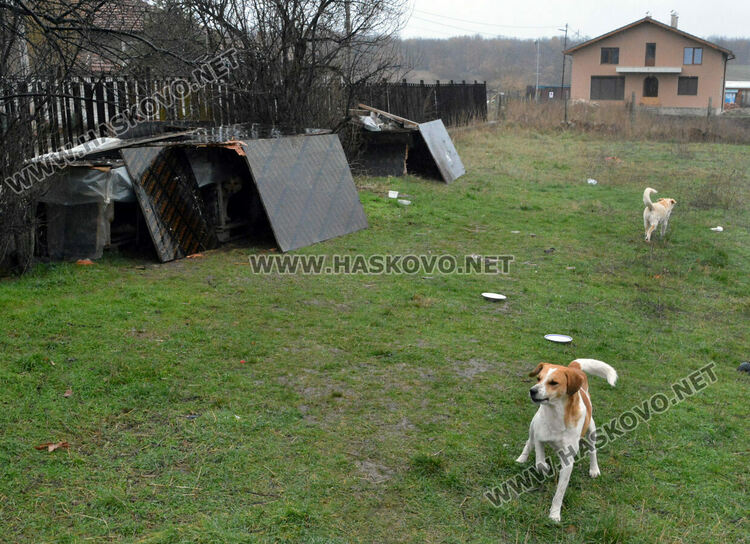 Жители на "Болярово" недоволстват от глутница кучета край Психодиспансера