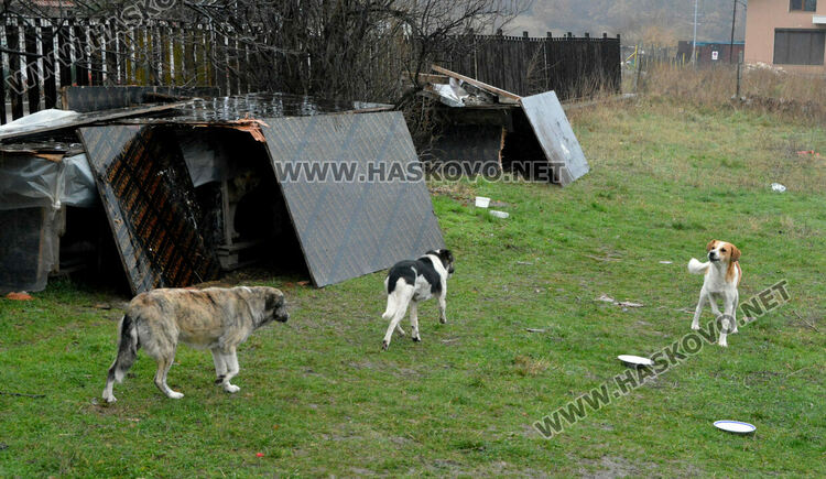 Жители на "Болярово" недоволстват от глутница кучета край Психодиспансера