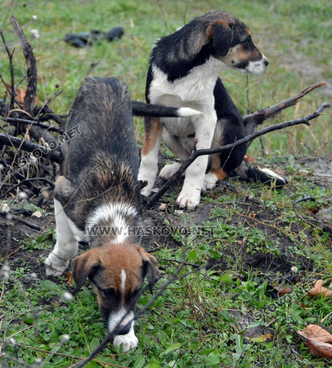 Жители на "Болярово" недоволстват от глутница кучета край Психодиспансера