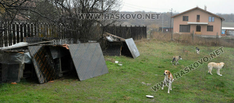 Жители на "Болярово" недоволстват от глутница кучета край Психодиспансера