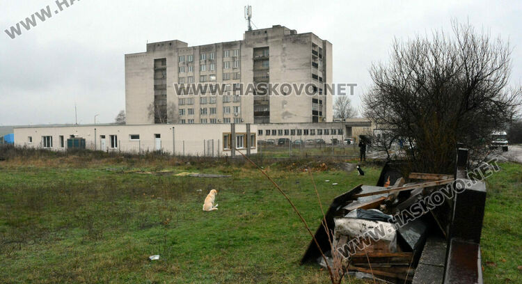 Жители на "Болярово" недоволстват от глутница кучета край Психодиспансера