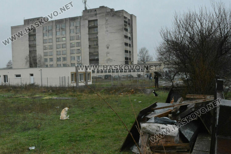 Жители на "Болярово" недоволстват от глутница кучета край Психодиспансера