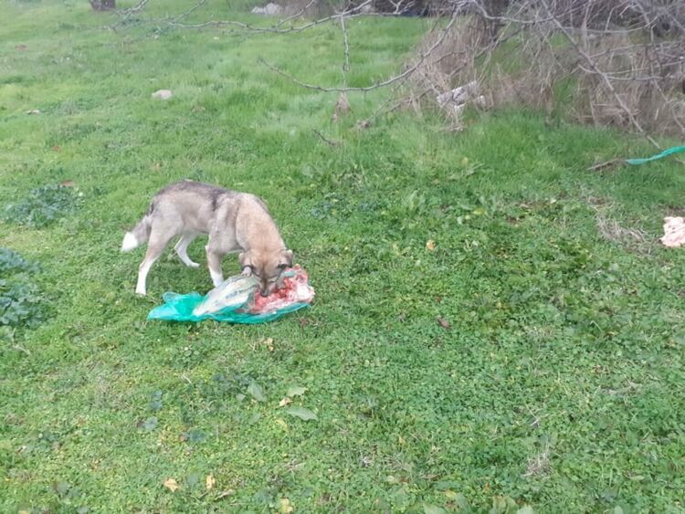 Неизвестен е изхвърлил чували с животински отпадъци в близост до дерето