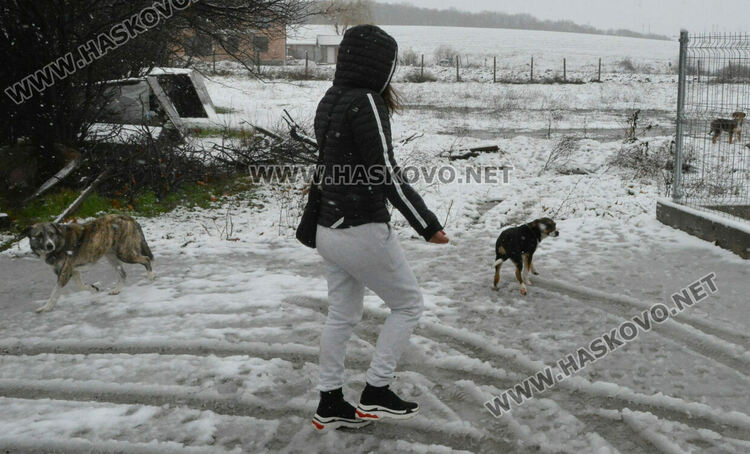 Зоодоброволци: Кучетата в „Болярово“ не са агресивни, но трябва контрол за ограничаване на популацията