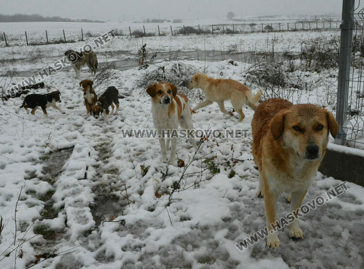 Зоодоброволци: Кучетата в „Болярово“ не са агресивни, но трябва контрол за ограничаване на популацията