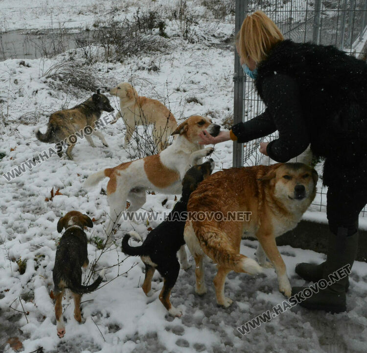 Зоодоброволци: Кучетата в „Болярово“ не са агресивни, но трябва контрол за ограничаване на популацията