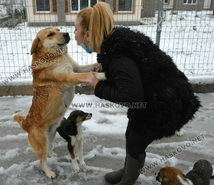 Зоодоброволци: Кучетата в „Болярово“ не са агресивни, но трябва контрол за ограничаване на популацията
