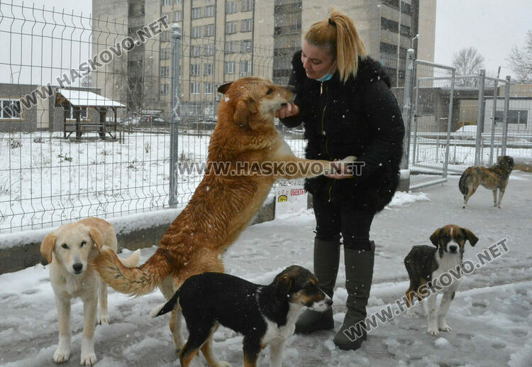 Зоодоброволци: Кучетата в „Болярово“ не са агресивни, но трябва контрол за ограничаване на популацията